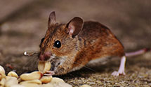 24 Hour & Emergency Exterminators in Vista Santa Rosa, CA